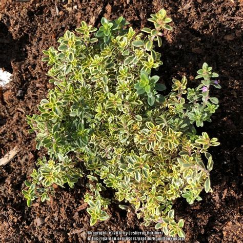 Golden Lemon Thyme (Thymus x citriodorus 'Aureus') in the Thymes ...