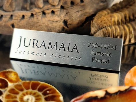 Juramaia Fossil Display Name Plate Exhibit Artifact - Etsy