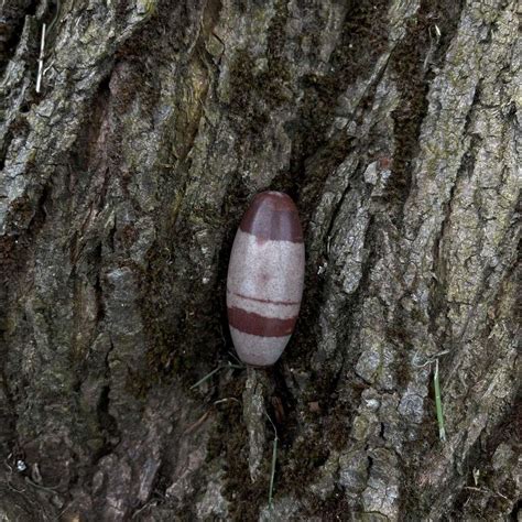 Shiva Lingam - Lovely Sunshine Crystals