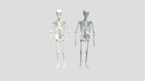 Melva Mitchell Fort Worth Skeletons - Download Free 3D model by MelvaMitchellfworth [36cde3a ...