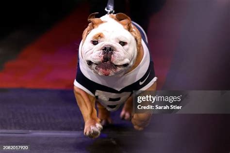 The Butler Bulldogs mascot, Butler Blue IV, takes the court before ...