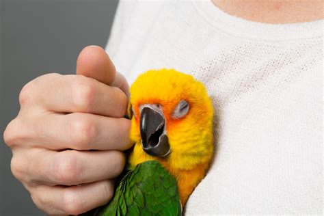 Cool Tricks You Can Teach Your Pet Bird