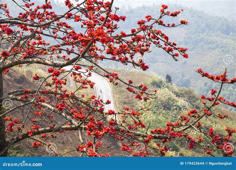 Bombax Ceiba Tree with Red Flower Stock Photo - Image of florida ...