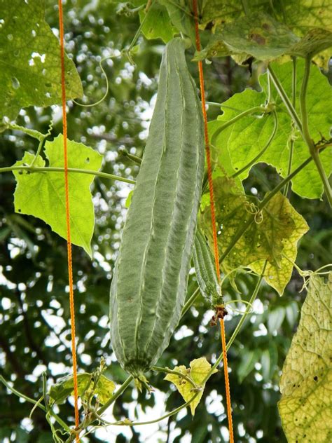 Luffa acutangula - Loofah, Sponge Gourd - Quinta dos Ouriques