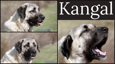 Are Anatolian And Kangal Shepherds The Same Breed