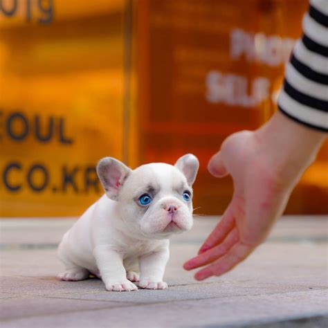 Micro French Bulldog Puppies For Sale | Mini Teacup Puppies