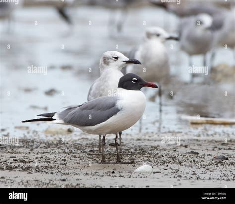 Laughing Gull (Leucophaeus atricilla) in breeding plumage on a beach in ...