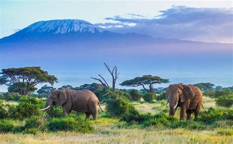 Explore the wildlife at Mount Kilimanjaro | Mt. Kilimanjaro N.P