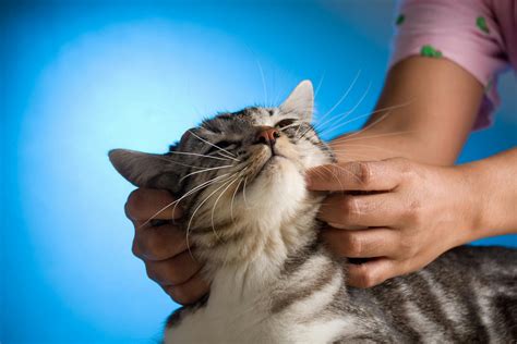 Massage Therapy in Cats - Procedure, Efficacy, Recovery, Prevention, Cost