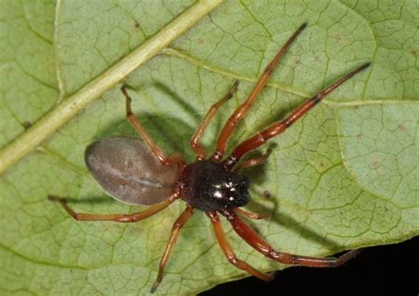 Are There Brown Recluse Spiders In Ohio