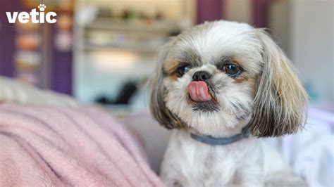 Everything You Should Know About The Shih Tzu Breed of Dogs