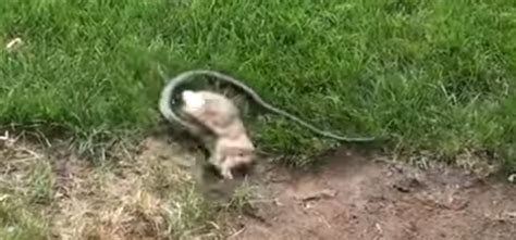 A Snake Tries To Eat A Baby Rabbit. What The Mother Does Next? WOW