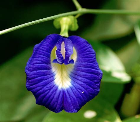 Organic Blue Aparajita Butterfly Pea Vine Clitoria ternatea - 8 Seeds