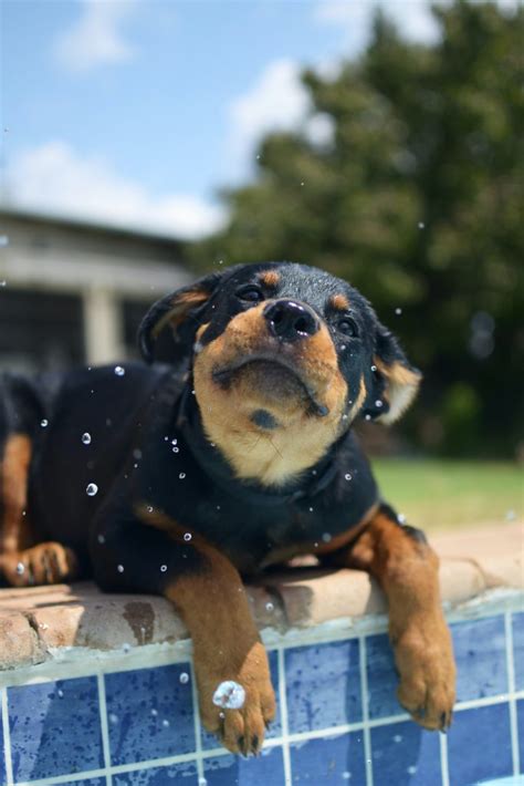 Are Rottweilers Dangerous to Their Owners? | Woofial | Dog Social Network