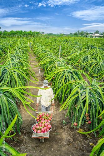 "The man harvesting dragon fruit" Stock photo and royalty-free images on Fotolia.com - Pic 162424811