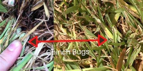 Chinch Bug Damage in Houston Lawns - Pearland Sugar Land Katy