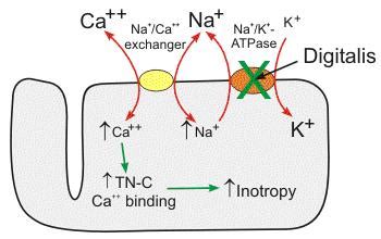 Cardiac Glycosides (Digoxin) - Cardiovascular - Medbullets Step 1