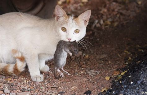 A,Cat,With,A,Rat - Pointe Pest Control: Chicago Exterminator & Pest Control Service