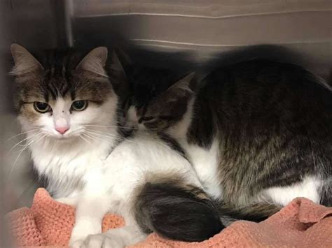 Bonded Cats At Amarillo Shelter Urgently Need Home Together - The Dodo