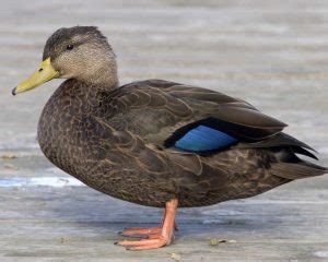 American Black Duck – Wild Dabbling Duck Breed