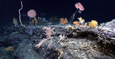 Seamounts – "OCEAN TREASURES" Memorial Library