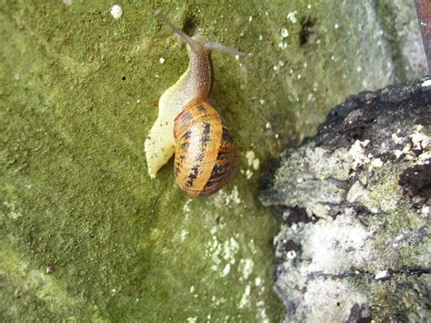 Caracol snail 3 | Roberto carlos Rodriguez | Flickr