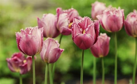 Premium Photo | Pink tulips in the garden