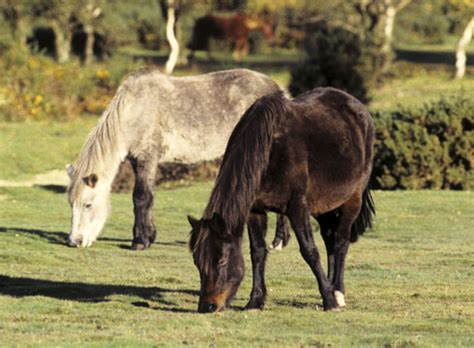 The New Forest pony becomes a rare breed - Horse & Hound