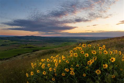 Idaho Palouse Wildflower Sunset | Palouse hills in Moscow, Idaho ...