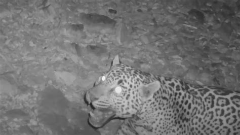 Watch: Rare Trail Cam Footage Shows New Jaguar in Arizona | Outdoor Life