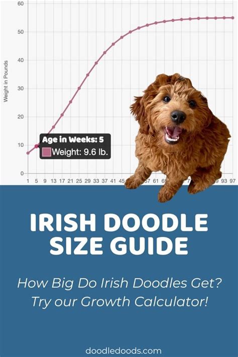 Irish Doodle Size Guide: Size Chart & Growth Calculator - Doodle Doods | Irish doodle, Doodles ...