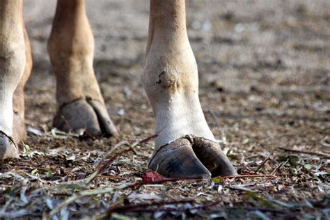 Gratis billeder : træ, natur, græs, jord, dyreliv, fauna, hov, giraf, ovis, russisk dyr ...