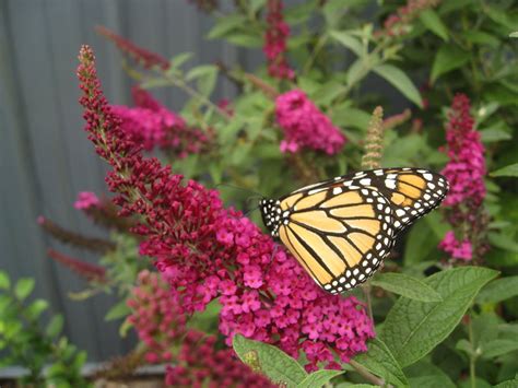 Butterfly Bush Benefits and Care - Floral and Hardy of Skippack