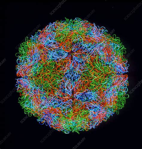 Rhinovirus - Stock Image - M055/0240 - Science Photo Library