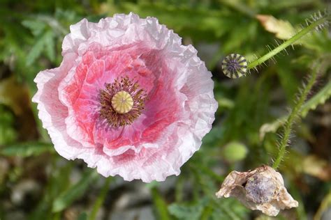 Pink Poppy Capsule · Free photo on Pixabay