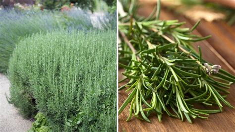 Rosemary Hedge: A Must-Have for Your Garden - Garden Beds