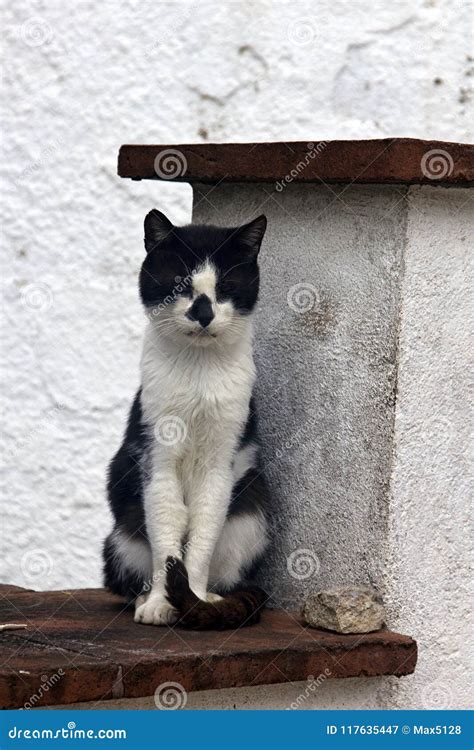 Poor Skinny Cat with Asymmetrical Black-and-white Coloring Stock Image - Image of animals ...