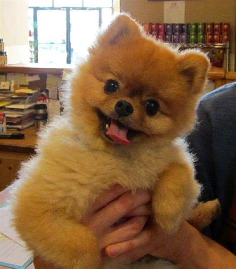 Top 10 Cutest Small Dog Breeds | Cute small dogs, Cutest small dog breeds, Boo the dog