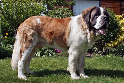 Saint Bernard - Dog Breed history and some interesting facts