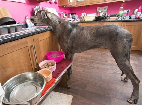 Meet Freddy the Great Dane, the Tallest Dog in Britain (and Possibly the Tallest Dog in the ...