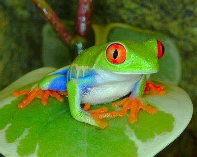 Tree Frog | Animal Wildlife