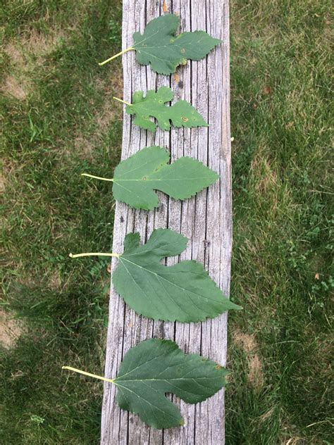 White Mulberry: It's Actually Usually Purple — Four Season Foraging