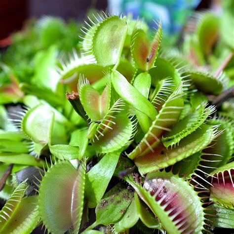 Dionaea Muscipula Venus Flytrap Flower Seeds