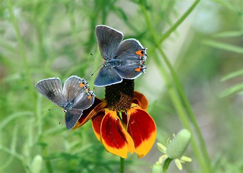 Gray Hairstreak (GTM Research Reserve Butterfly Guide) · iNaturalist