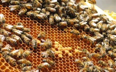 Honey Bee Farming Information Guide | Agri Farming