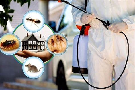 Is Monthly Pest Control Necessary? | Orion Pest Solutions