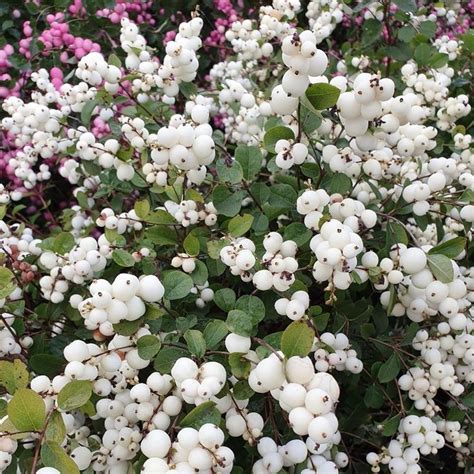 snowberry - Crocus | Flower hedge, Deer resistant plants, Evergreen garden