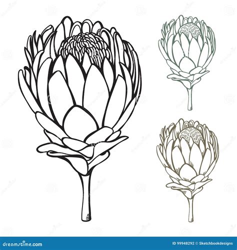 Vintage Hand Drawn Protea Vector Illustration Set Stock Vector - Illustration of head, flora ...