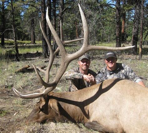 Guided Bull Elk Hunting in Arizona | BMO Hunts