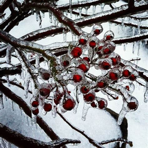 Slideshow: 16 weirdly beautiful pictures from last weekend's ice storm